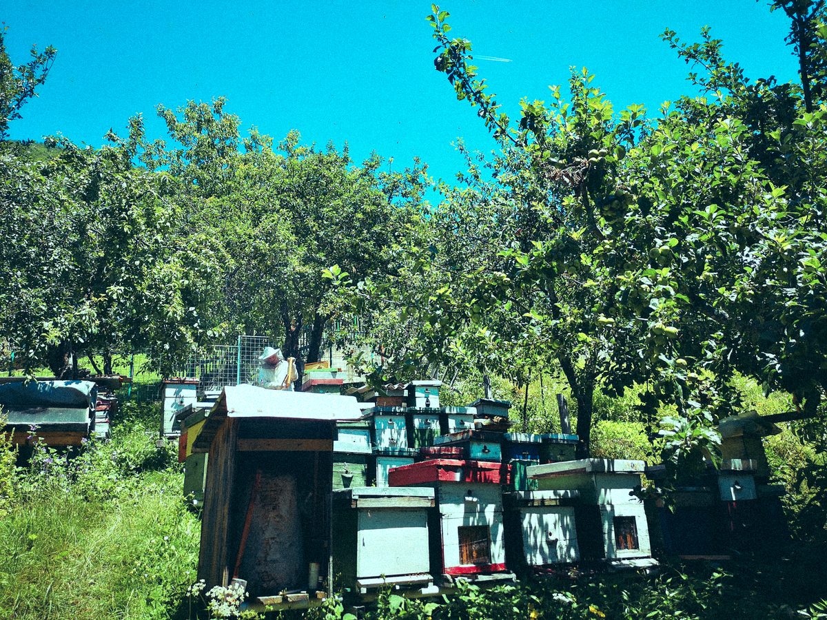 Šaban Ibrišimović's apiary in Mijakovići, hives among fruit trees