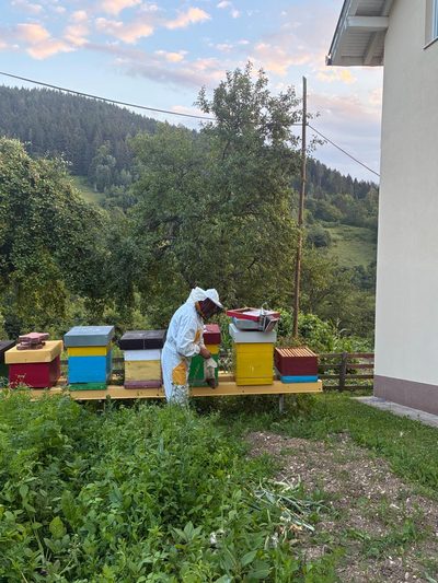 Fahrudin Ibrišimović's apiary, Mijakovići, June 2026