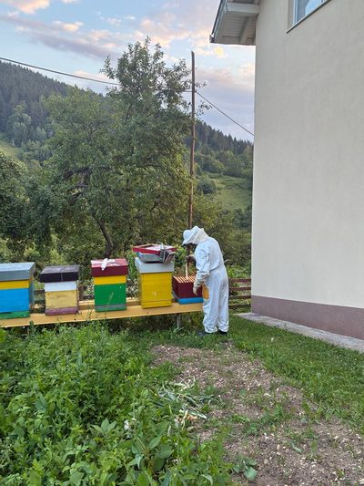 Fahrudin Ibrišimović's apiary, Mijakovići, June 2026