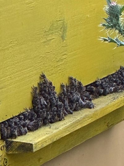 Fahrudin Ibrišimović's apiary, Mijakovići, June 2026