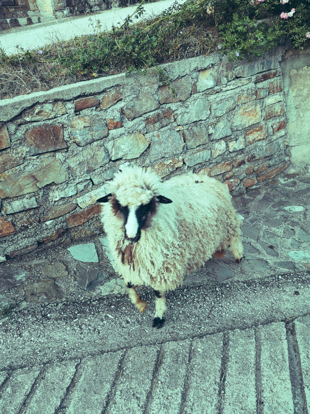 Komšiluk