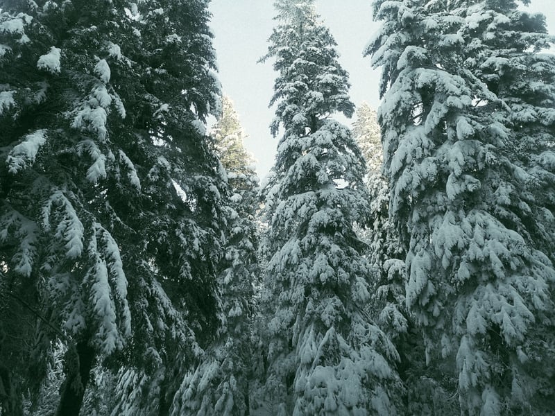 Path across Zvijezda mountain in Bosnia and Herzegovina