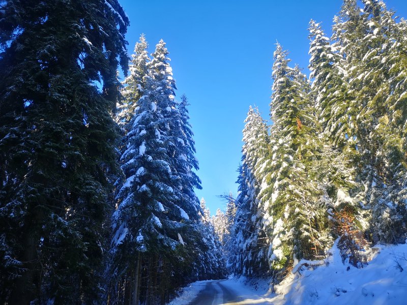 The forest road above Mijakovići in winter