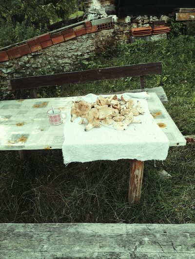 Mushrooms drying · Mijakovići