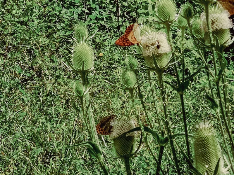 Forest with wildflowers